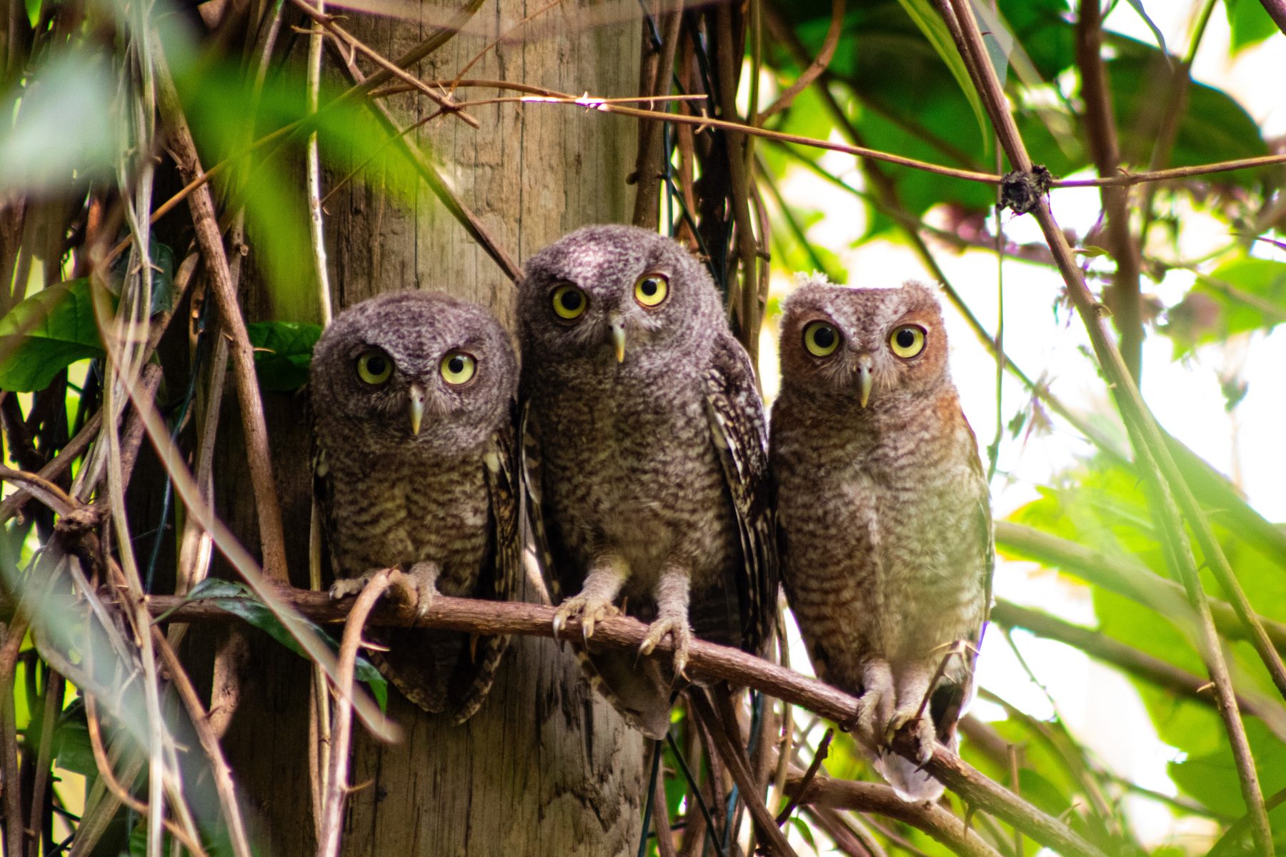 Image of three owls. Collaborative owls are one of five conflict styles in teh Thomas-Kilmann matrix